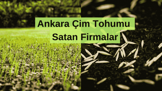 Ankara Çim Tohumu Satan Firmalar